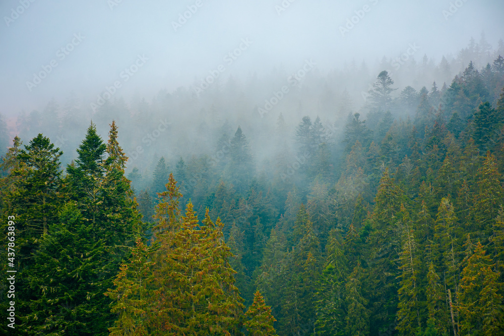 foggy nature scenery. coniferous forest on a cold autumn morning. mysterious atmosphere in rainy weather. surreal background of carpathian woodland foggy nature scenery. coniferous forest on a cold autumn morning. mysterious atmosphere in rainy weather. surreal background of carpathian woodland