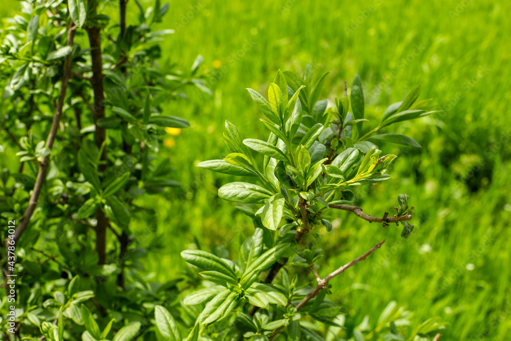 close up of plant