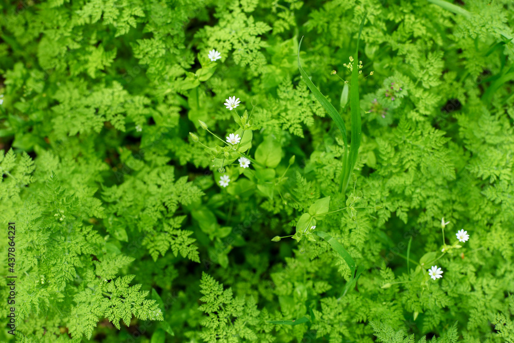 background of green moss background of green moss