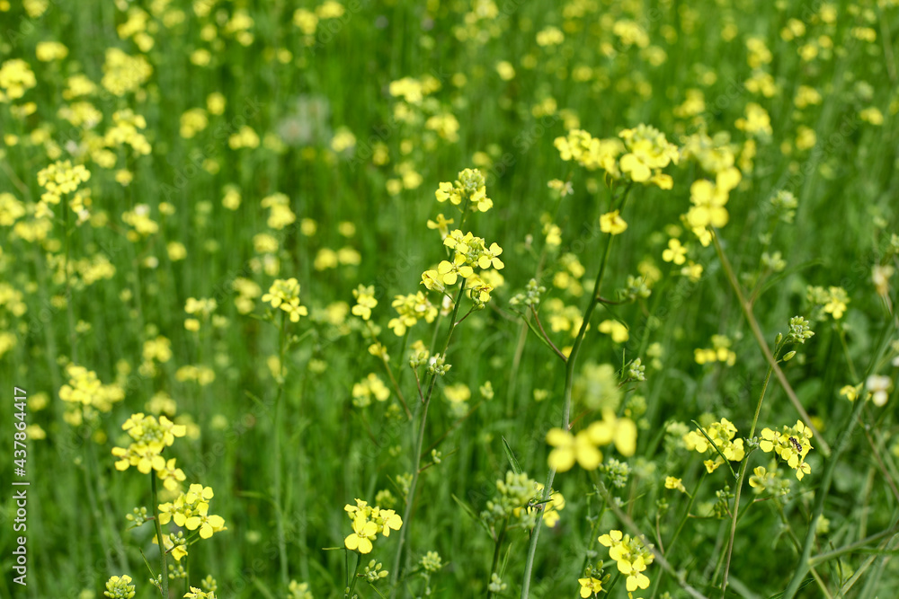 Fototapeta premium field of dandelions