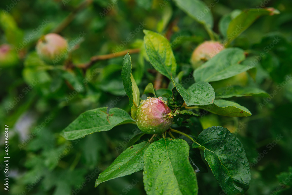 Green apples on a branch in the rain. The leaves and fruits are covered with raindrops. Gardening and agriculture. Green apples on a branch in the rain. The leaves and fruits are covered with raindrops. Gardening and agriculture.