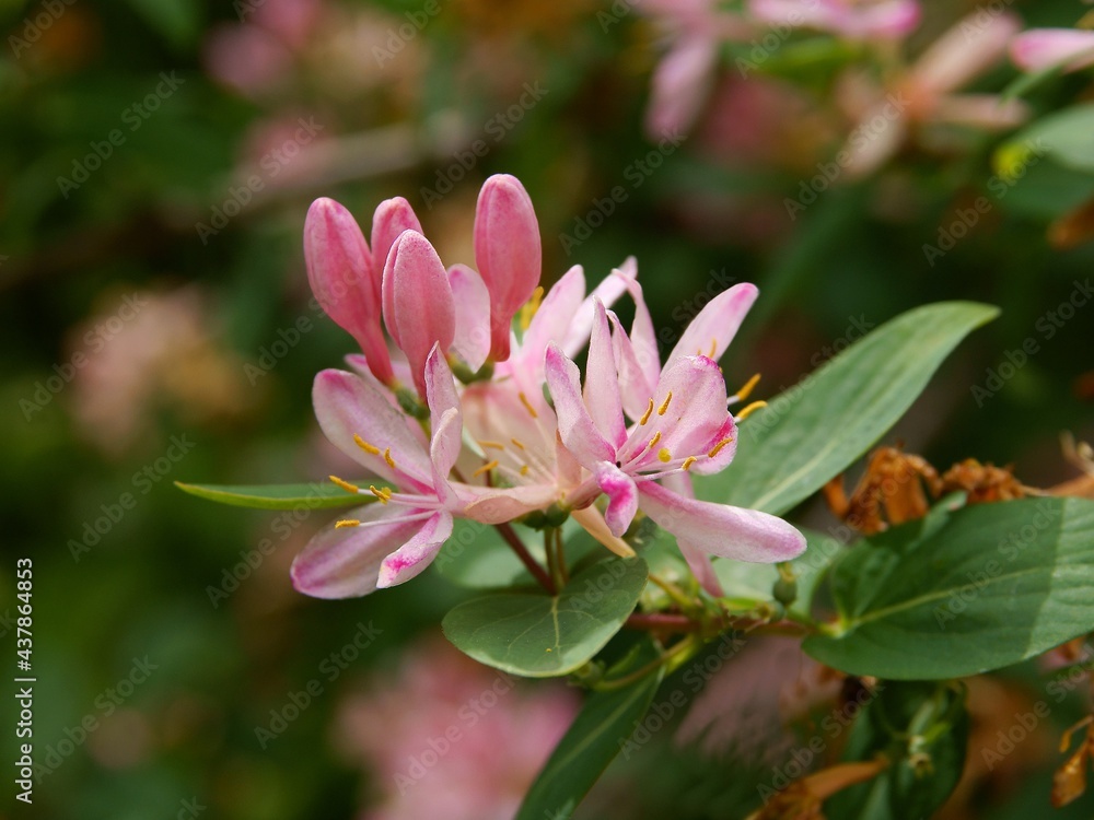pretty,pink,small flowers of Lonicera periclymenum shrub at spring pretty,pink,small flowers of Lonicera periclymenum shrub at spring