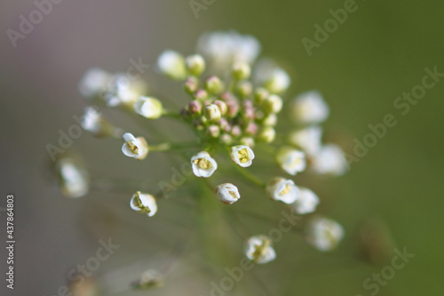 A flower spike of shepherd's purse. White and tiny flowers which have four petals. Macro photography. photo