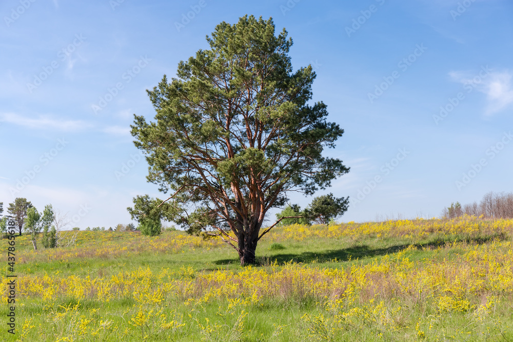 Single pine with curved branched trunk among the meadow