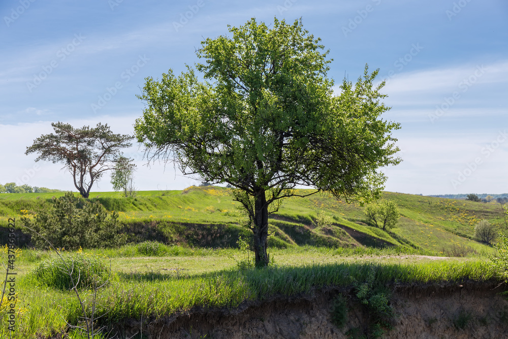 Wild pear tree growing at the edge of the ravine