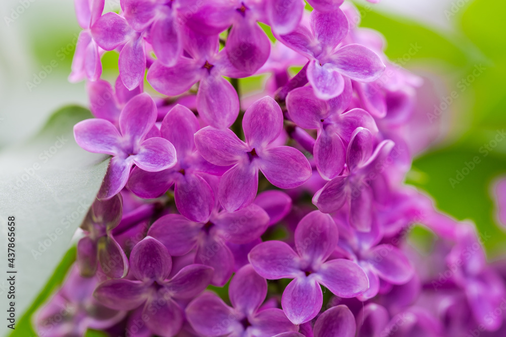 Flowers of purple lilac in the inflorescence, close-up Flowers of purple lilac in the inflorescence, close-up