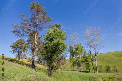 Trees rarely growing on ravine slope against a clear sky