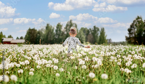 A boy runs across a dandelion field. Lots of white dandelions. Dandelions grow on the field. Childhood concept, summer concept. High quality photo