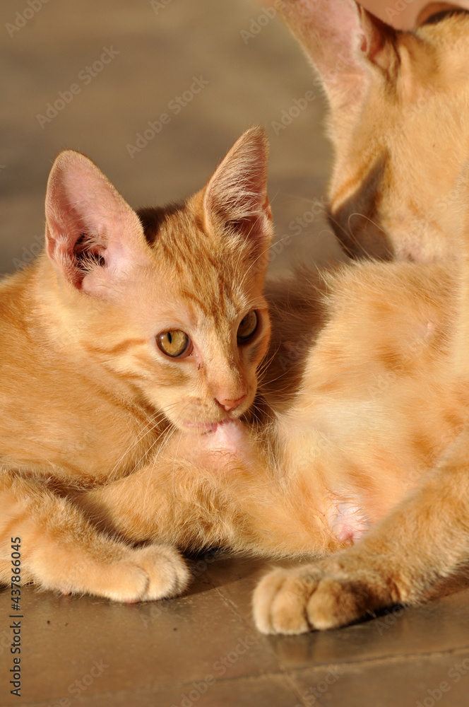 The yellow mother cat is breastfeeding her kitten The yellow mother cat is breastfeeding her kitten