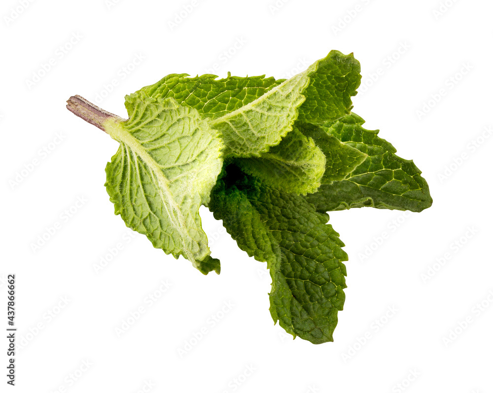 Mint leaf isolated on white background Mint leaf isolated on white background