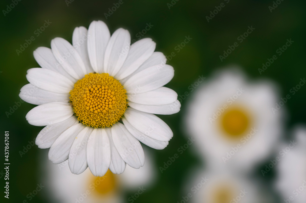 Fototapeta premium Closeup of white Daisy flower in the meadow