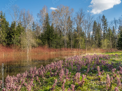 Blooming pink butterbur along the riverbank. A beautiful natural landscape with a river, flowers and various trees. Sunny weather and blue sky. © Anastasiia