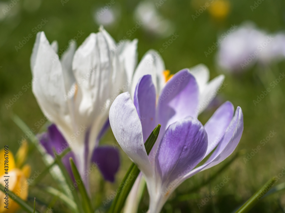 Closeup of blooming crocuses. Blooming crocuses in spring. Delicate flower petals. Multi-colored crocuses. Flowers in a meadow with green grass. Closeup of blooming crocuses. Blooming crocuses in spring. Delicate flower petals. Multi-colored crocuses. Flowers in a meadow with green grass.