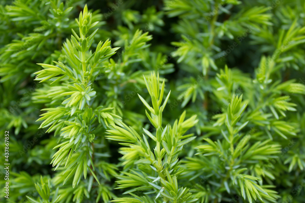 Juniper needles. 06/06/2021 19:50 Juniper needles. 06/06/2021 19:50