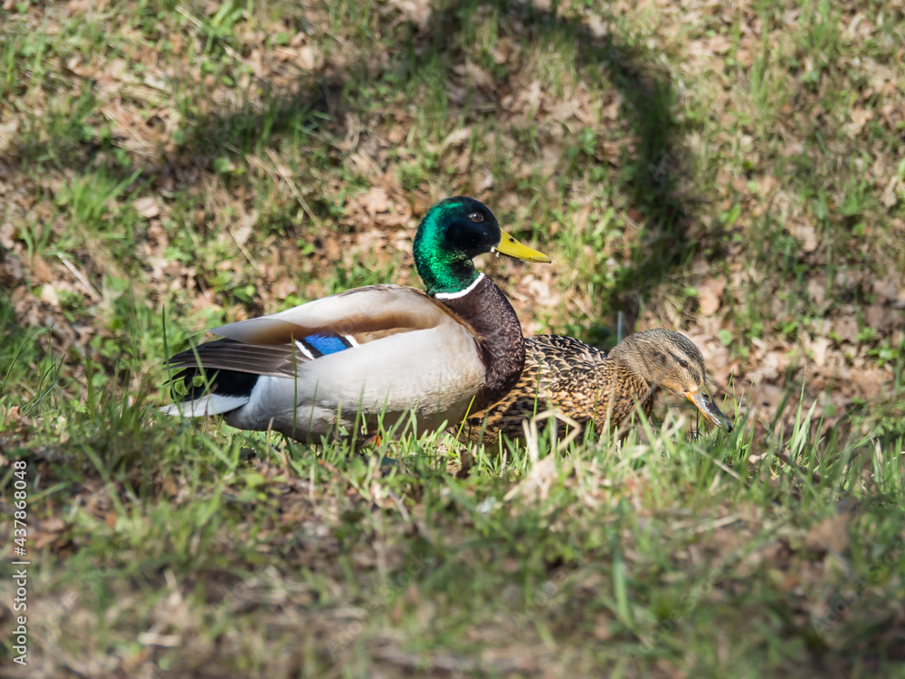 Obraz premium Drake and mallard walk on green grass in a meadow near the water. Walking waterfowl on the ground in the city park.