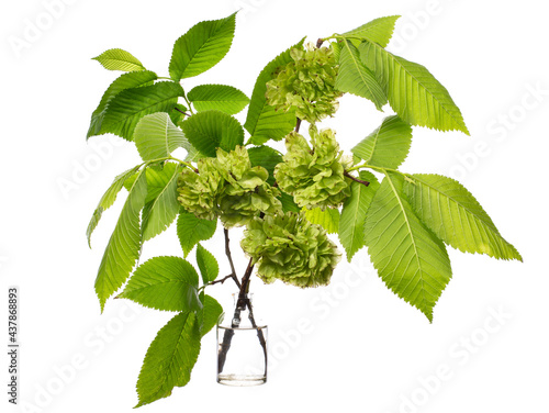 Ulmus laevis (european white elm or russian elm) in a glass vessel on a white background photo