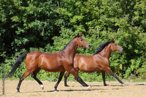 Beautiful pair of race thoroughbred horse galloping across the paddock