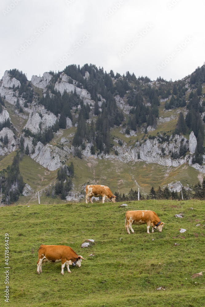 Beautiful Swiss cows in the mountains Euschelspass, Jaun