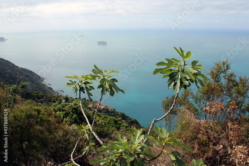 Rami e foglie di fico con altra vegetazione mare e cielo photo