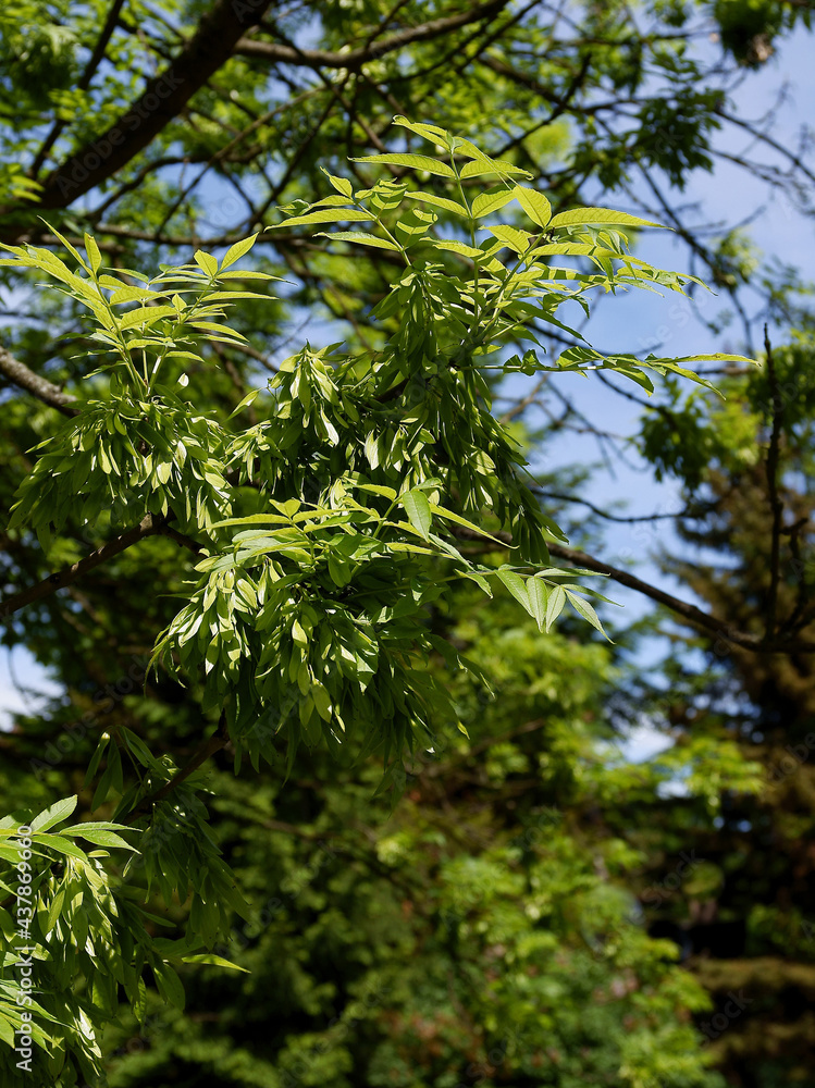 Fototapeta premium foliage and winged-seeds of ash tree - Fraxinus excelsior 