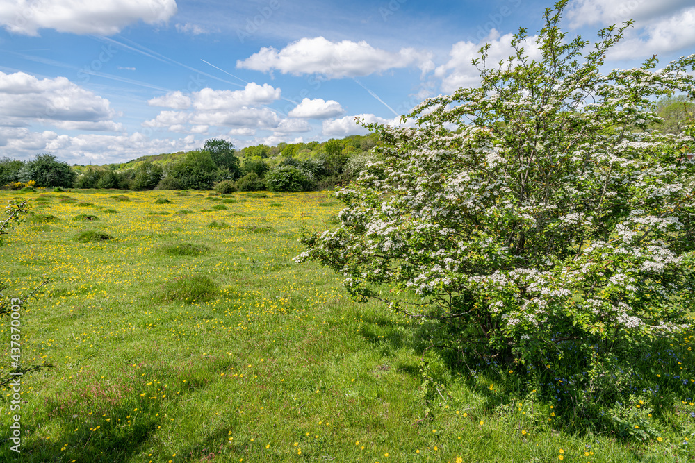 Croxley Common Moor in spring, Rickmansworth, England