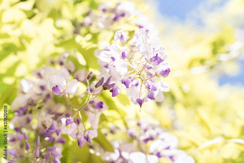 Close up blossoming wisteria lilac flowers on defocused natural leaves and blue sky background. Selective focus. Close up blossoming wisteria lilac flowers on defocused natural leaves and blue sky background. Selective focus.