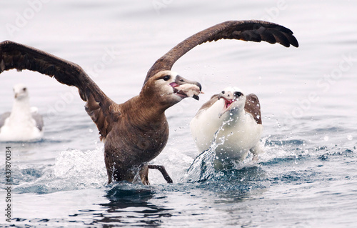 Zwartvoetalbatros, Black-footed Albatross, Diomedea nigripes photo