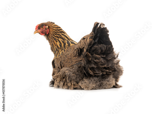 huge brown hen sitting isolated on white background