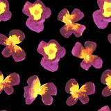 Watercolor flower, lilac and yellow pansies on black background