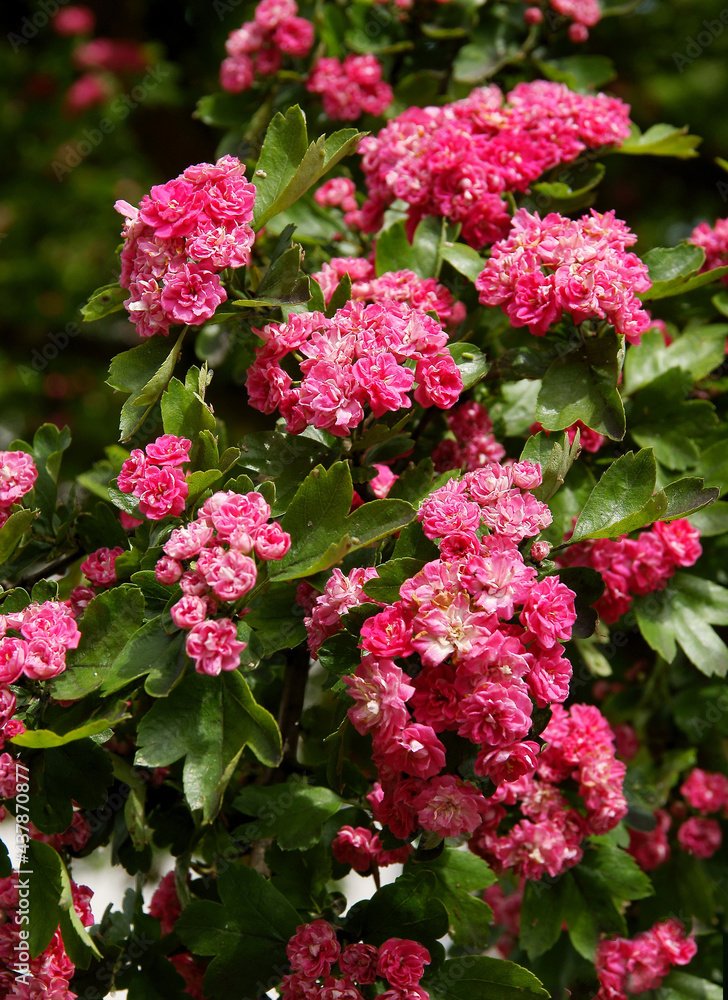 pretty pink,small flowers of Crataegus laevigata tree at spring pretty pink,small flowers of Crataegus laevigata tree at spring