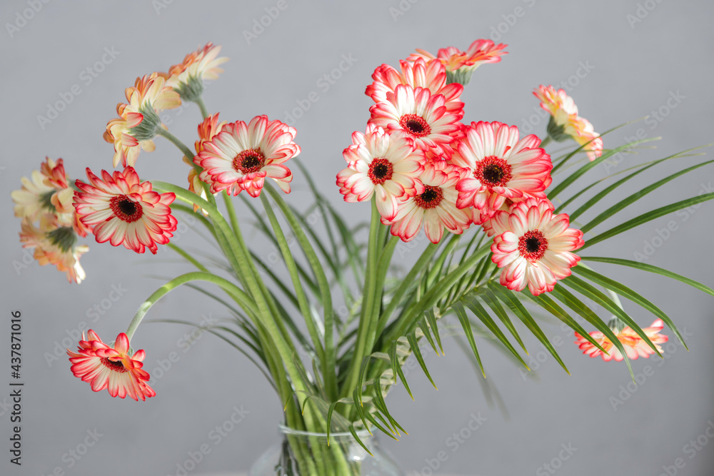 Obraz premium Beautiful bouquet of red, pink gerbera flowers in a vase on a gray background. Ideal for a greeting card