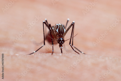 Close-up of blood-sucking edible mosquitoes