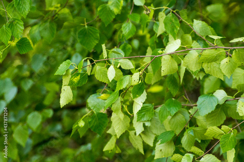 green birch leaves against the background of nature