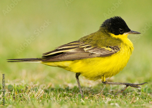 Balkankwikstaart, Black-headed Wagtail, Motacilla feldegg