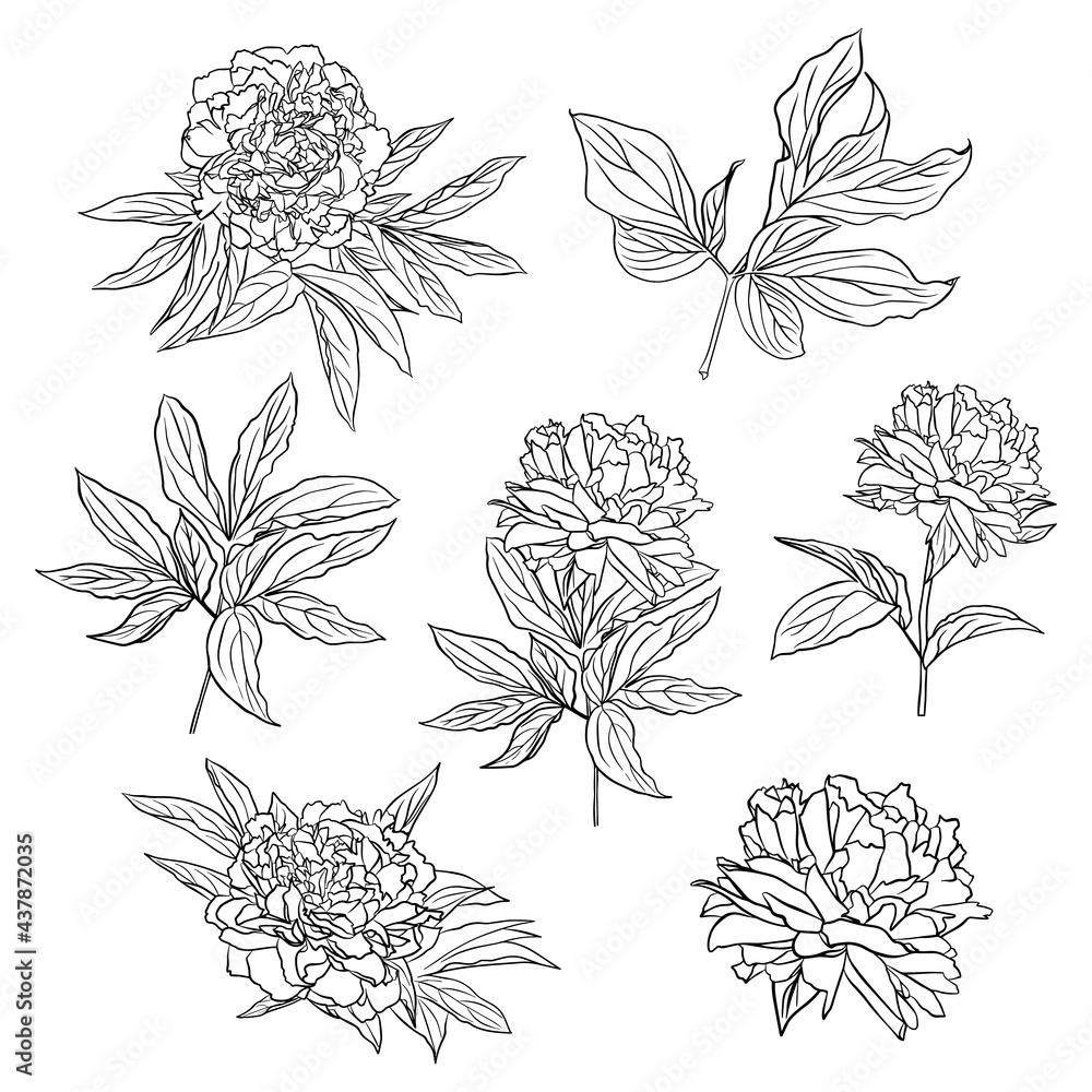 A set of contour drawings of peony flowers and leaves. Vector isolated clipart.