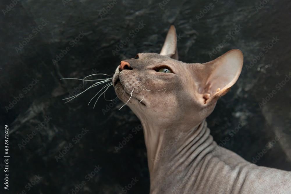 Shot  of Don Sphinx kitten against dark background