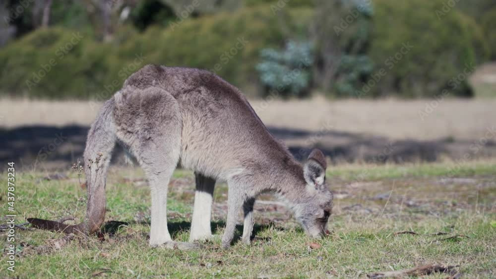 View Of Wallaby In Motion - wide shot View Of Wallaby In Motion - wide shot