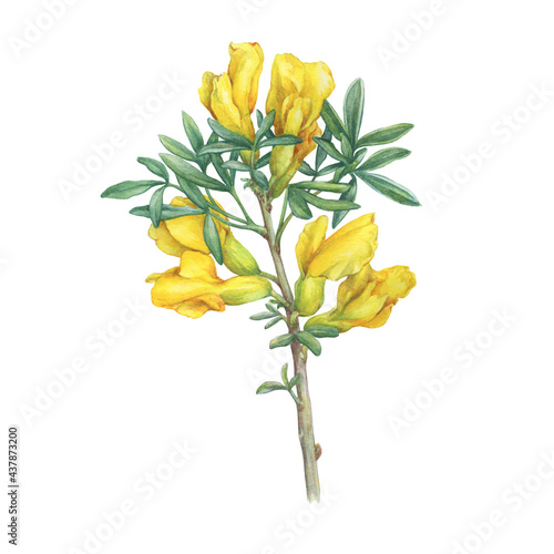 Chamaecytisus ratisbonensis with yellow flowers and small leaves (cytisus, Caragana frutex, Broom flower, Genista monspessulana Hand drawn watercolor painting illustration isolated on white background