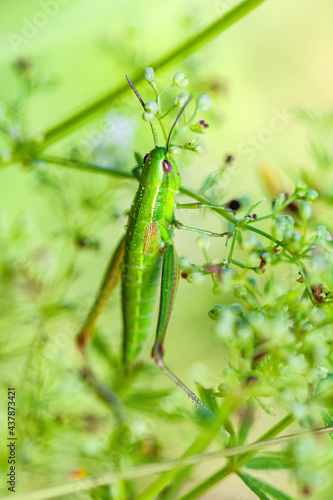 Common Grasshopper Insect on Grass Macro