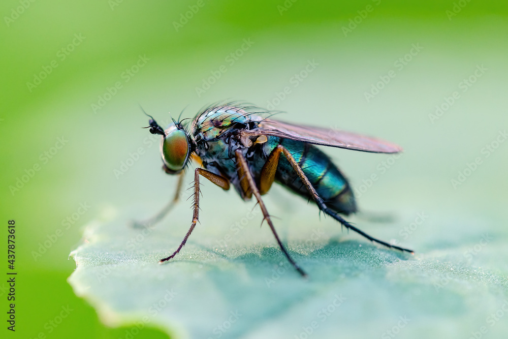 Exotic Tropical Drosophila Fruit Fly Diptera Parasite Insect on Plant Leaf Macro Exotic Tropical Drosophila Fruit Fly Diptera Parasite Insect on Plant Leaf Macro
