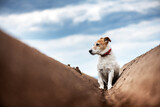 Jack russel terrier between soil rows