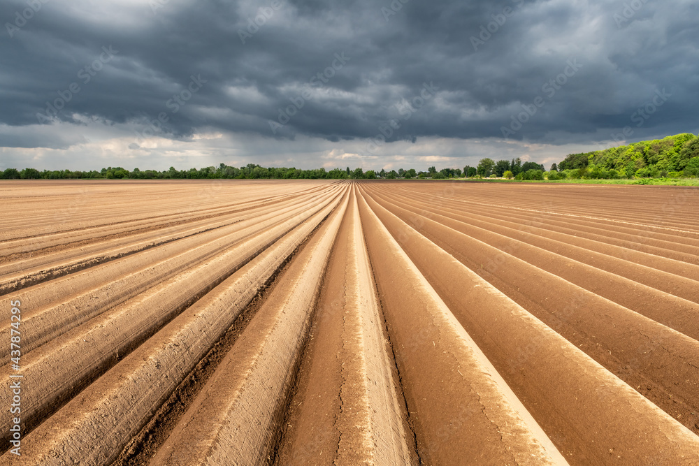 Fototapeta premium Agricultural field with even rows in the spring