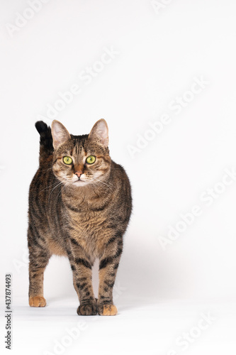 Tabby color cat with green eyes stands on white background looking seriously right to the camera. Trying to communicate. Great copy space for any text or advertising.