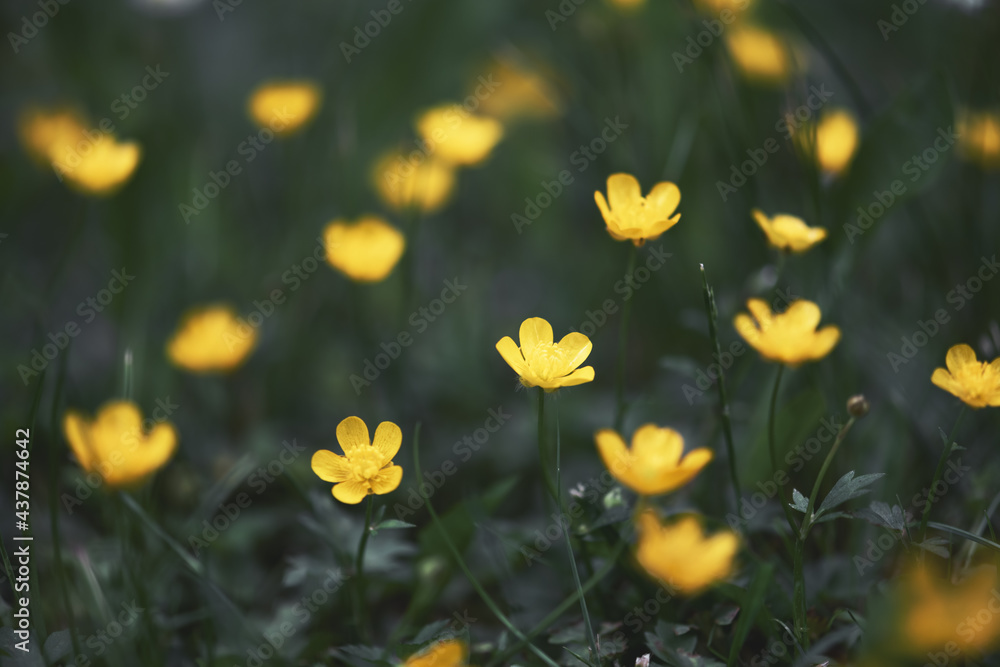 Closeup of yellow wildflowers on blurred green background