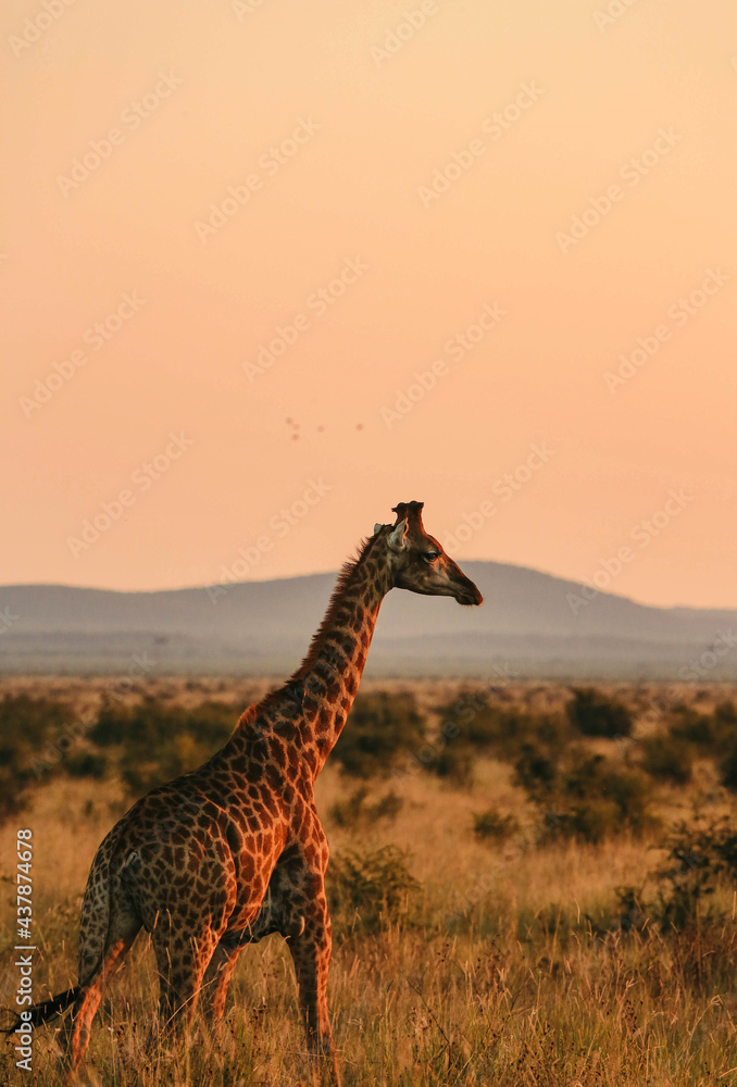 giraffe in madikwe, south africa 