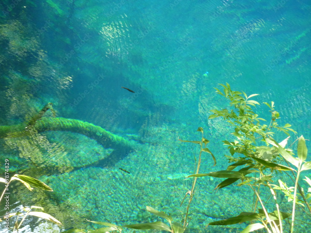 Fototapeta premium 白神山地青池