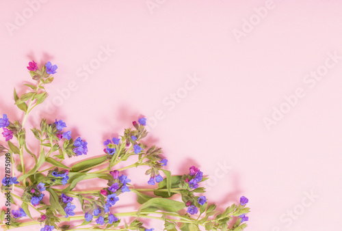 Billede på lærred lungwort flowers on pink paper background