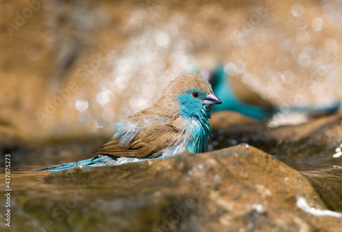 Angolees Blauwfazantje, Blue Waxbill, Uraeginthus angolensis photo