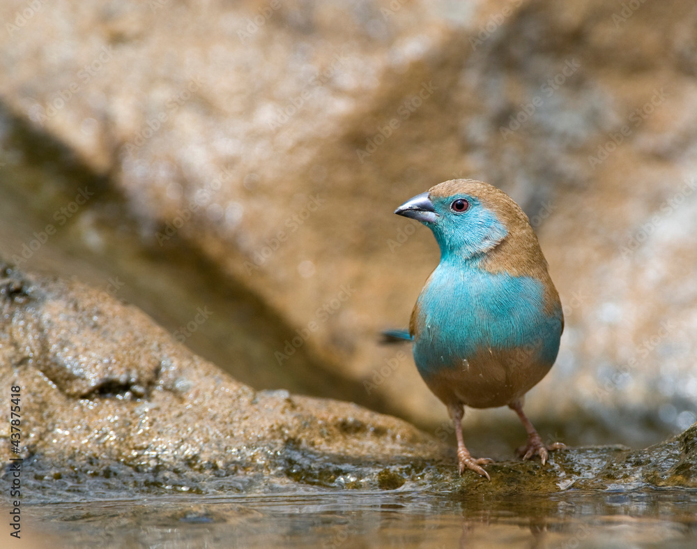 Angolees Blauwfazantje, Blue Waxbill, Uraeginthus angolensis Angolees Blauwfazantje, Blue Waxbill, Uraeginthus angolensis