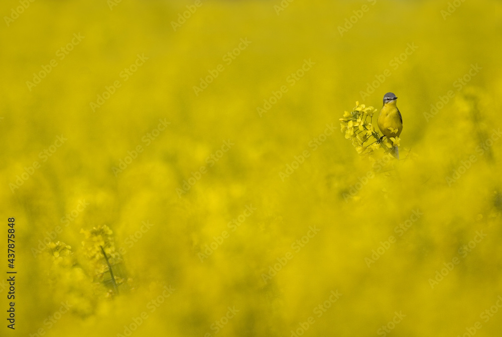 Blue-headed Wagtail, Gele Kwikstaart, Motacilla flava Blue-headed Wagtail, Gele Kwikstaart, Motacilla flava